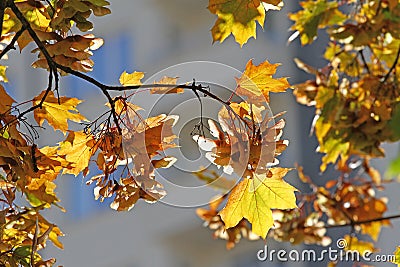 Fall Foliage Leaves Depend Run Autumn Maple Leaves. Beautiful autumn landscape with yellow trees and sun. Colorful foliage in the Stock Photo