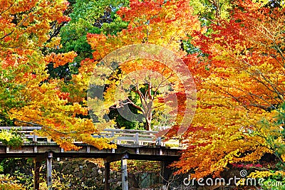 Fall Foliage in Nagoya, Japan Stock Photo
