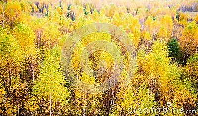 Fall forest Stock Photo