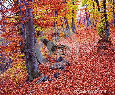 Fall forest colors Stock Photo