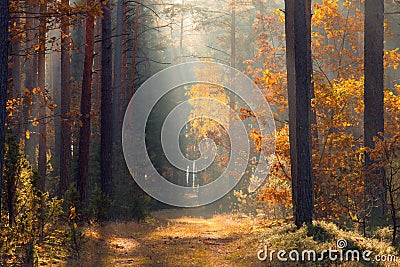 Fall. Forest. Forest with sunlight. Path in forest. Fall scenery. Autumn background. Autumn nature. Stock Photo