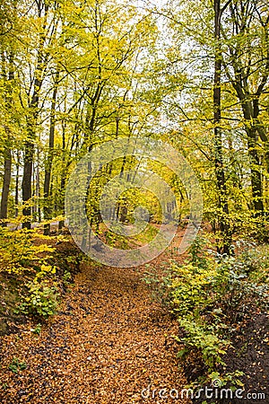 Fall forest landscape. Dry fall leaves covering the groundght. Colorful fall forest landsca Stock Photo