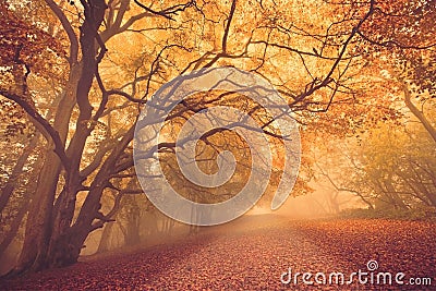 Fall forest path Stock Photo