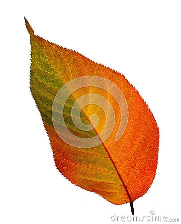 Fall leaf Stock Photo