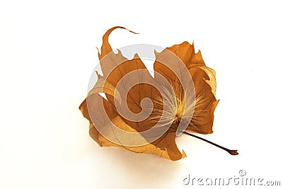 Fall leaf Stock Photo