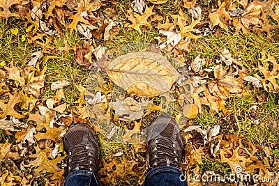 fall leaf amongst leaves on ground in front of womans feet in the fall Stock Photo