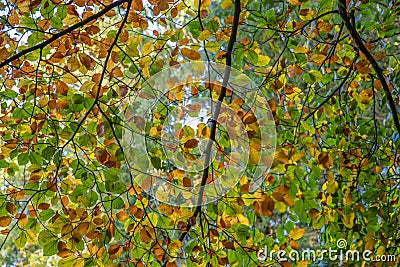 Fall leaf canopy back light Stock Photo