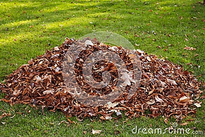 Fall leaf clean-Up. A pile of fallen leaves on the lawn. Territory cleaning. Stock Photo