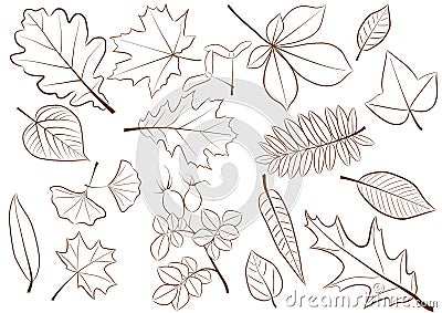 Fall leaves Vector Illustration