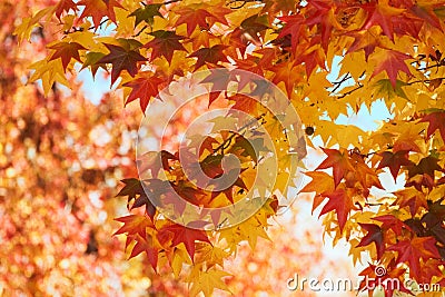 Fall leaves Stock Photo