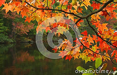 Fall Leaves Stock Photo