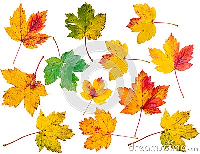 Fall leaves background Stock Photo