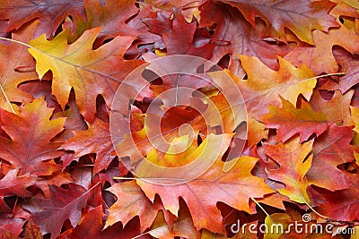 Fall leaves background - Stock Photos Stock Photo