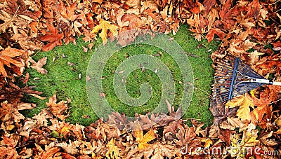 Fall Leaves being Raked from Grass 2 Stock Photo