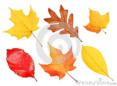 Fall Leaves Collection isolated on white Stock Photo