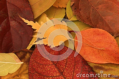 Fall Leaves Stock Photo