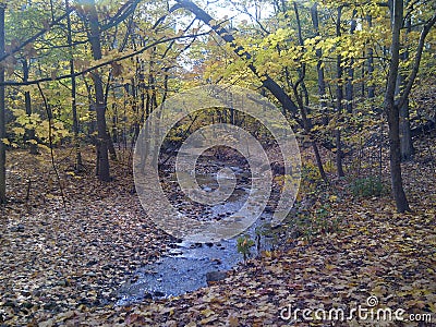 Fall leaves creek Stock Photo