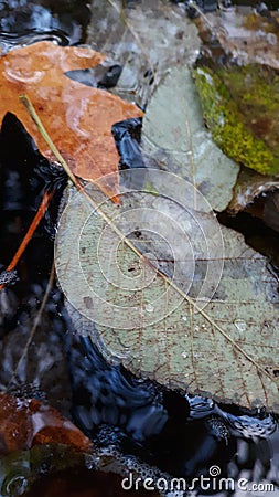 Fall leaves floating in Silver creek Stock Photo