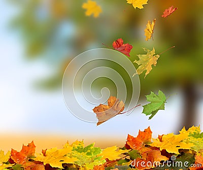 Fall leaves in forest Stock Photo