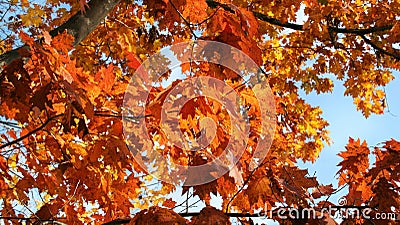 Fall leaves on a Maple tree with a blue sky Stock Photo