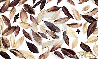 Fall Leaves Still Life Display with natural warm monochromatic brown tones and cover the Rustic Shiplap wood Board Background Stock Photo
