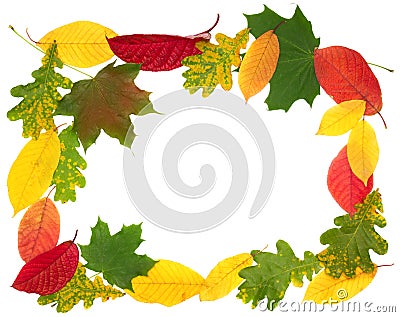 Fall leaves on white background Stock Photo