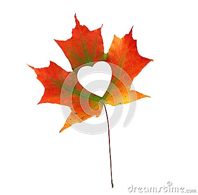 Fall In Love Photo Metaphor. Red Maple Leaf With Heart Shaped Stock Photo