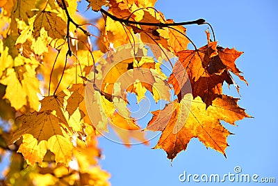 Fall maple leaves Stock Photo