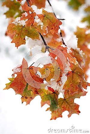 Fall Maple Leaves in Snow Stock Photo