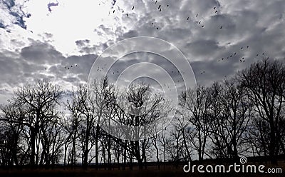Fall Migration-Wonders of Nature-Resting Place Stock Photo