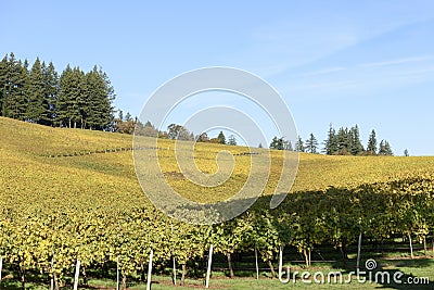 Fall Morning Colors of Vineyards in the Mid Willamette Valley, Marion County, Western Oregon Stock Photo