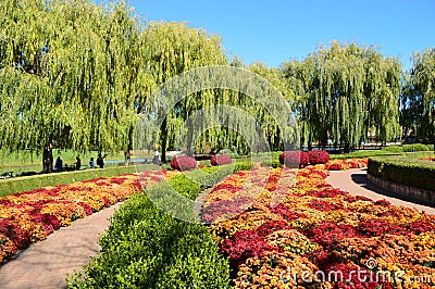 Fall mums at Chicago Botanic Garden Stock Photo