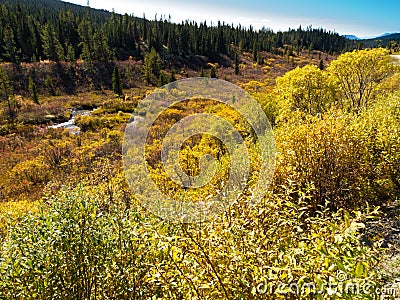 Fall in northern wilderness, Yukon T, Canada Stock Photo