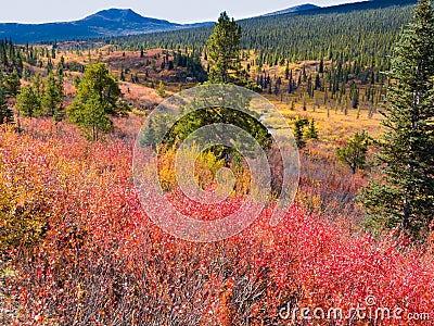 Fall in northern wilderness, Yukon T, Canada Stock Photo