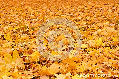 Fall orange autumn leaves on ground Stock Photo