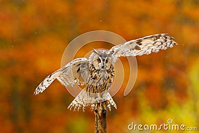 Fall orange forest with wild owl. Cute bird in the nature. Owl with open wings. Owl in orange autumn leaves forest. Long-eared Owl Stock Photo