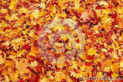 Fall orange and red autumn leaves on ground Stock Photo