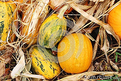 Fall outdoor pumpkin at kitchen garden. Harvest, Halloween, organic natural vegan food Stock Photo