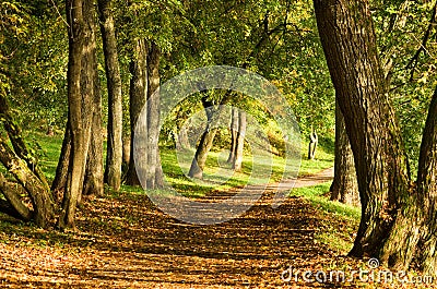 Fall path in forest Stock Photo