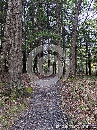 Fall path in the woods Stock Photo