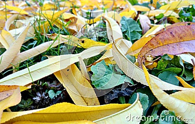 Fall peach leaves on green grass Stock Photo