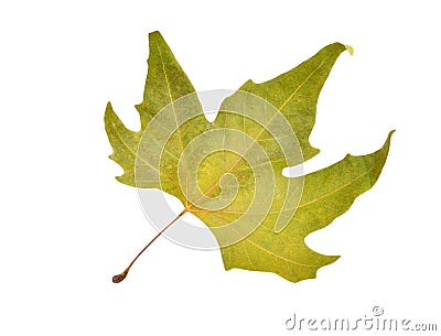 Fall platanus orientalis leaf Stock Photo