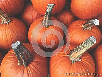 Fall Pumpkins Background Stock Photo