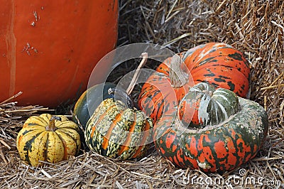 Fall Pumpkins Stock Photo