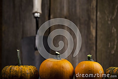 Fall pumpkins with white hand shovel. Stock Photo