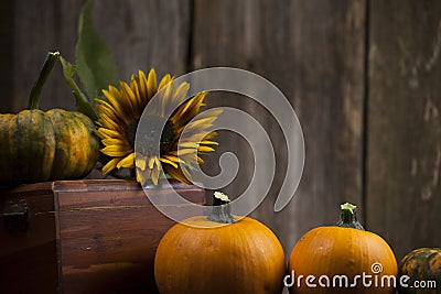 Fall pumpkins with yellow sunflower Stock Photo