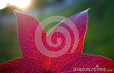 Fall red leaf Stock Photo