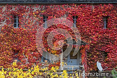 Fall red leafs climb a multi stored building fasade, omitting wi Stock Photo