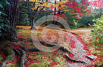 Fall scenery of colorful foliage of Japanese maple trees and fallen leaves on a trail in the garden of Shugakuin Imperial Villa Stock Photo
