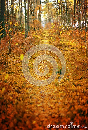 Fall season autumn park path abstract background vertical panorama Stock Photo